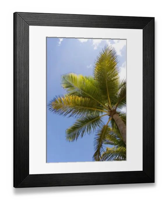 Framed Print : Sunny skies as see through the fronds of a palm tree on Isla Verde beach in San Juan, Puerto Rico Framed Print : Sunny skies as see through the fronds of a palm tree on Isla Verde beach in San Juan, Puerto Rico
