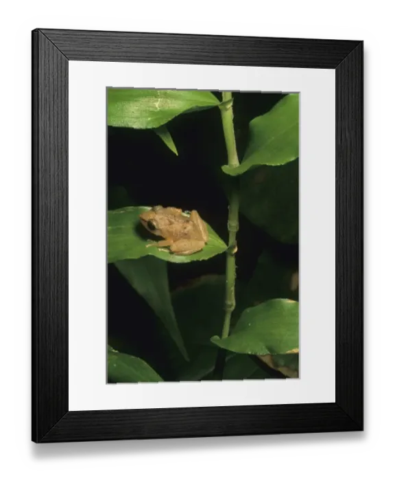 Framed Print : Caribbean, Puerto Rico