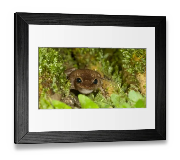 Framed Print : Caribbean, Puerto Rico Framed Print : Caribbean, Puerto Rico