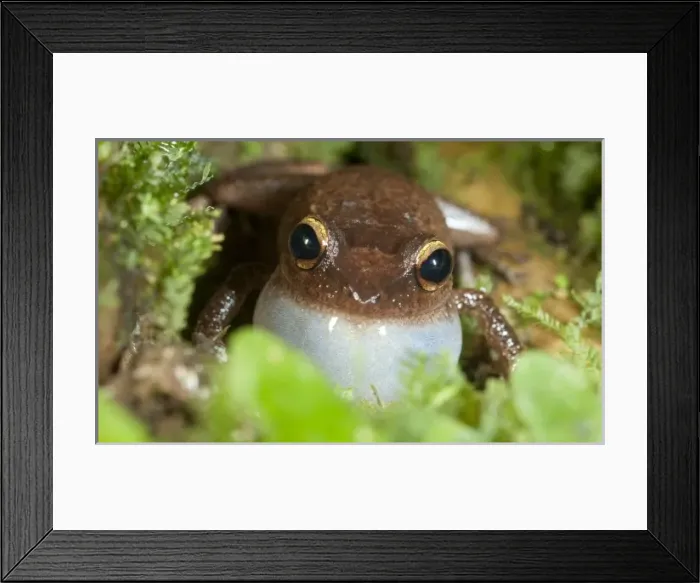 Framed Print : Caribbean, Puerto Rico Framed Print : Caribbean, Puerto Rico