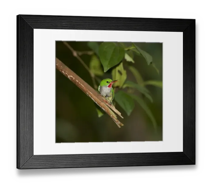 Framed Print : Caribbean, Puerto Rico Framed Print : Caribbean, Puerto Rico