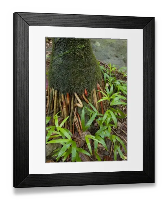 Framed Print : Caribbean, Puerto Rico Framed Print : Caribbean, Puerto Rico