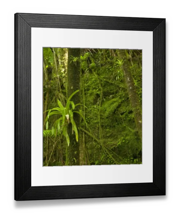 Framed Print : Caribbean, Puerto Rico