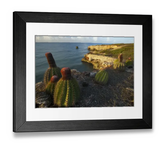 Framed Print : Melon cactus along the Meseta trail, Melocactus intortus, Guanica dry forest, Puerto Rico