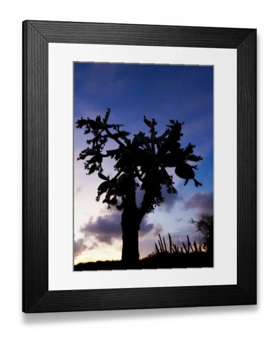 Framed Print : Opuntia moniliformis along the Meseta trail at sunset, Guanica dry forest, Puerto Rico Framed Print : Opuntia moniliformis along the Meseta trail at sunset, Guanica dry forest, Puerto Rico