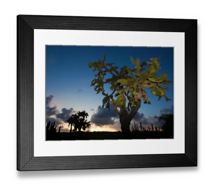 Framed Print : Opuntia moniliformis along the Meseta trail at sunset, Guanica dry forest, Puerto Rico Framed Print : Opuntia moniliformis along the Meseta trail at sunset, Guanica dry forest, Puerto Rico