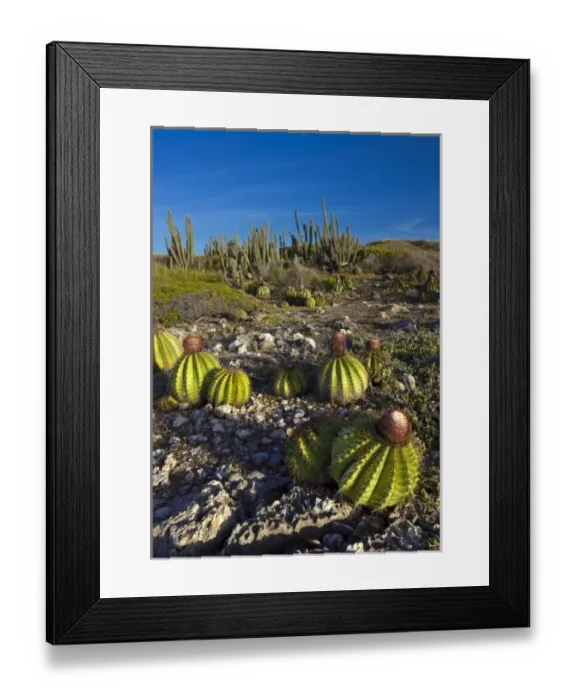 Framed Print : Melon cactus along the Meseta trail, Melocactus intortus, Guanica dry forest, Puerto Rico Framed Print : Melon cactus along the Meseta trail, Melocactus intortus, Guanica dry forest, Puerto Rico