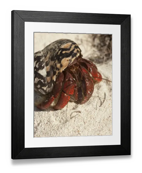 Framed Print : Caribbean hermit crab (Coenobita clypeatus) during migration on Pajaros beach, Mona Island