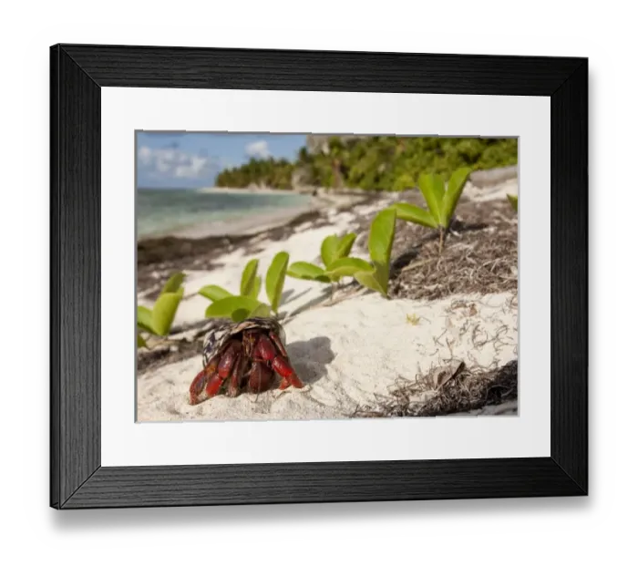 Framed Print : Caribbean, Puerto Rico Framed Print : Caribbean, Puerto Rico