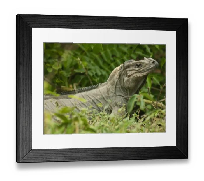Framed Print : Caribbean, Puerto Rico