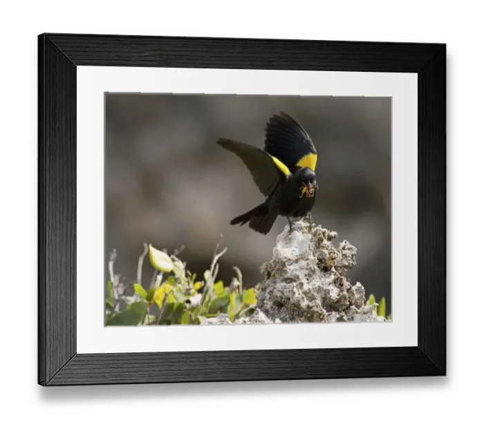 Framed Print : Caribbean, Puerto Rico Framed Print : Caribbean, Puerto Rico