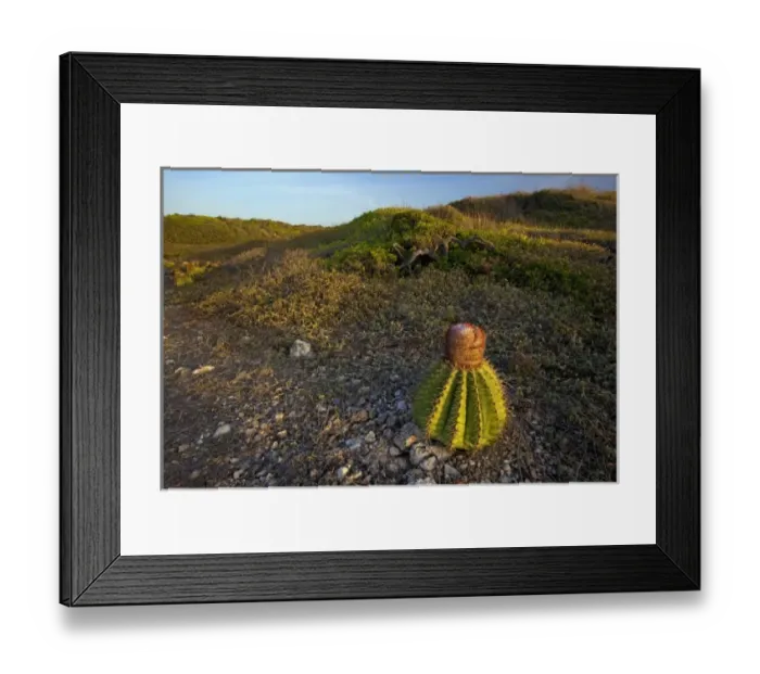 Framed Print : Melon cactus along the Meseta trail, Melocactus intortus, Guanica dry forest, Puerto Rico Framed Print : Melon cactus along the Meseta trail, Melocactus intortus, Guanica dry forest, Puerto Rico