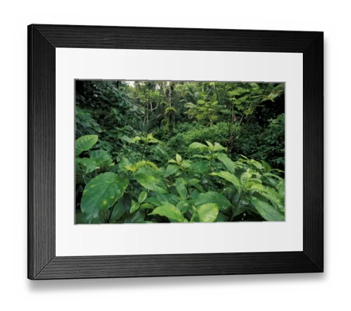 Framed Print : Caribbean, USA, Puerto Rico, El Junque Rainforest National Park. Americas only Framed Print : Caribbean, USA, Puerto Rico, El Junque Rainforest National Park. Americas only