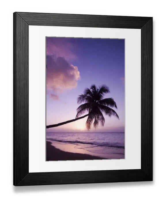 Framed Print : Lone palm tree at sunset, Coconut Grove beach at Cades Bay