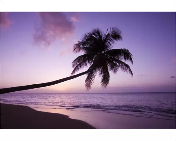 Lone palm tree at sunset, Coconut Grove beach at Cades Bay
