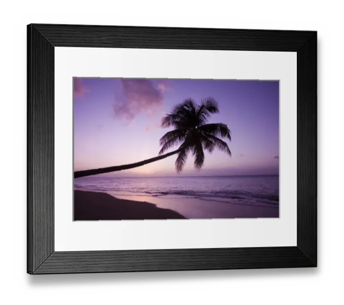 Framed Print : Lone palm tree at sunset, Coconut Grove beach at Cades Bay