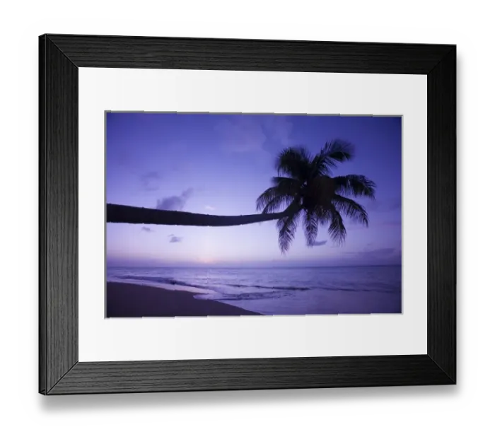 Framed Print : Lone palm tree at sunset, Coconut Grove beach at Cades Bay