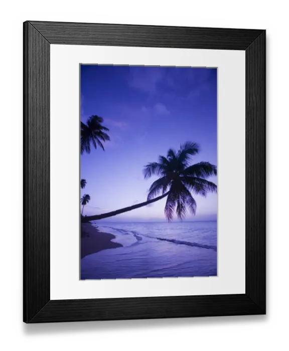 Framed Print : Lone palm tree at sunset, Coconut Grove beach at Cades Bay