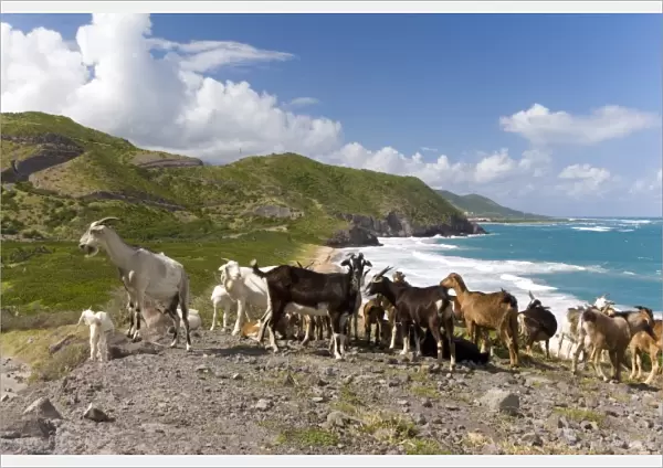 Wild goat herd overlooking Frigate Bay, southeast peninsula, St Kitts, Caribbean