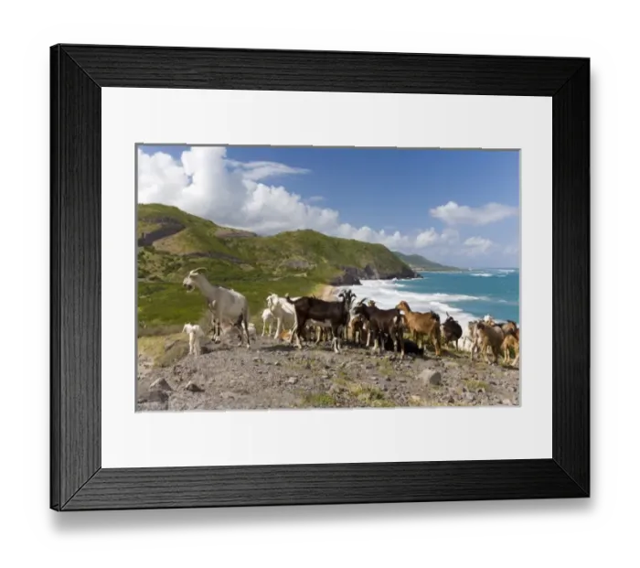 Framed Print : Wild goat herd overlooking Frigate Bay, southeast peninsula, St Kitts, Caribbean