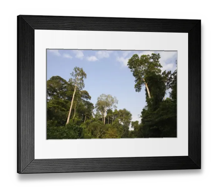 Framed Print : Forest, Dakoto Junction, Ghana, Africa. (NGO Restrictions May Apply) Framed Print : Forest, Dakoto Junction, Ghana, Africa. (NGO Restrictions May Apply)