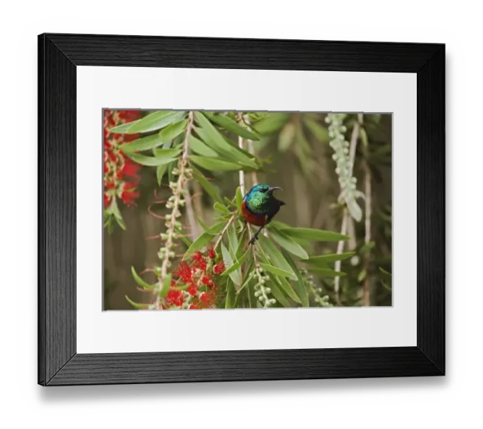 Framed Print : Africa, Kenya Framed Print : Africa, Kenya