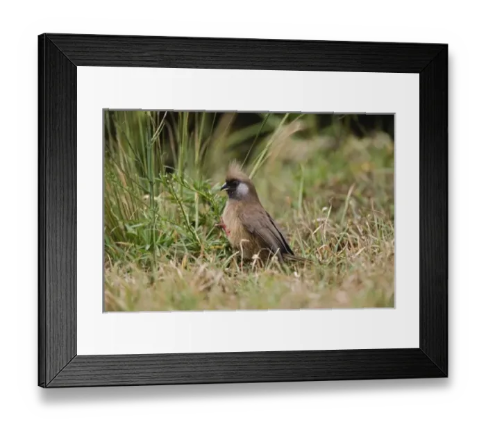 Framed Print : Africa, Kenya Framed Print : Africa, Kenya