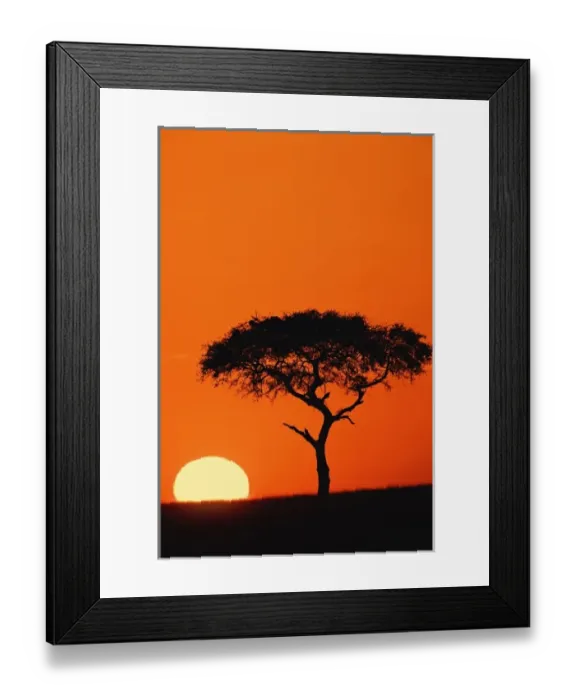 Framed Print : Single Acacia tree silhouetted at sunrise, Masai Mara, Kenya Framed Print : Single Acacia tree silhouetted at sunrise, Masai Mara, Kenya