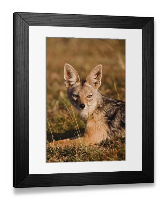 Framed Print : Black-backed Jackal, Canis mesomelas, Masai Mara, Kenya