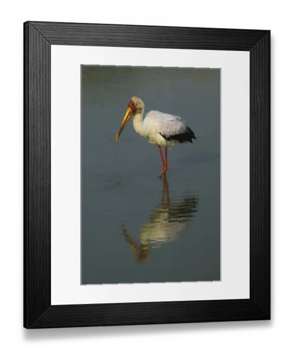 Framed Print : Yellow-billed Stork, Masai Mara, Kenya