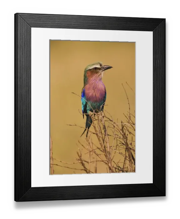 Framed Print : Africa, Kenya Framed Print : Africa, Kenya