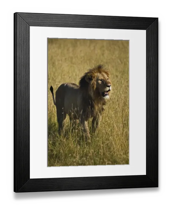 Framed Print : Africa, Kenya Framed Print : Africa, Kenya