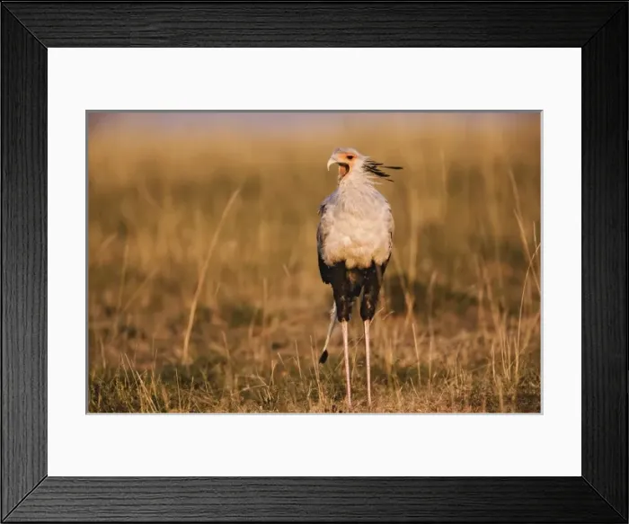 Framed Print : Secretary Bird, Sagittarius serpentarius, Masai Mara, Kenya