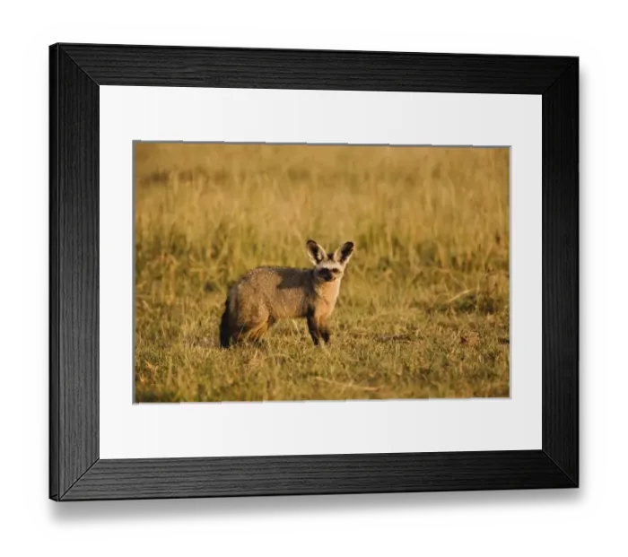 Framed Print : Africa, Kenya Framed Print : Africa, Kenya