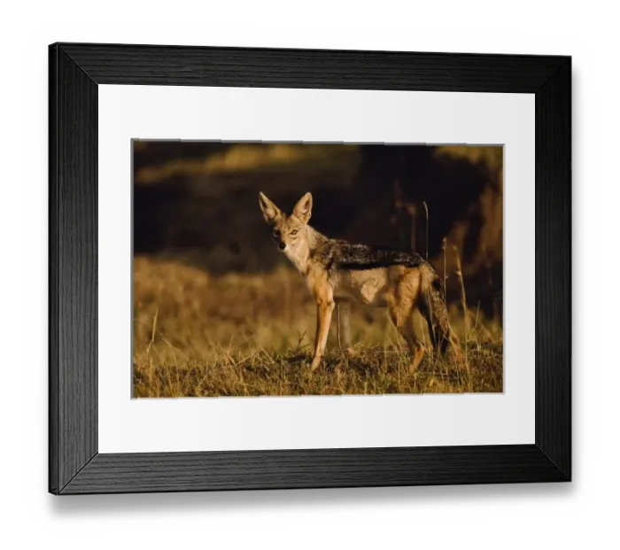 Framed Print : Black-backed Jackal, Canis mesomelas, Masai Mara, Kenya Framed Print : Black-backed Jackal, Canis mesomelas, Masai Mara, Kenya