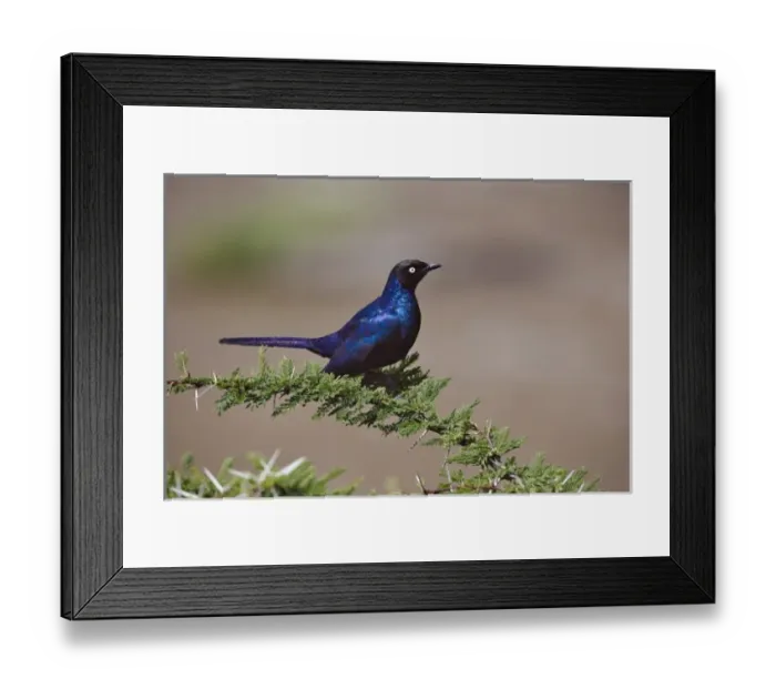 Framed Print : Africa, Kenya