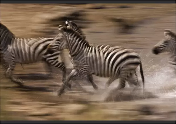 Burchellis Zebras, Equus Burchellii, in motion, Masai Mara, Kenya