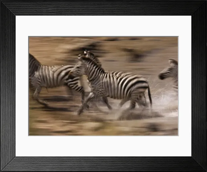 Framed Print : Burchellis Zebras, Equus Burchellii, in motion, Masai Mara, Kenya Framed Print : Burchellis Zebras, Equus Burchellii, in motion, Masai Mara, Kenya