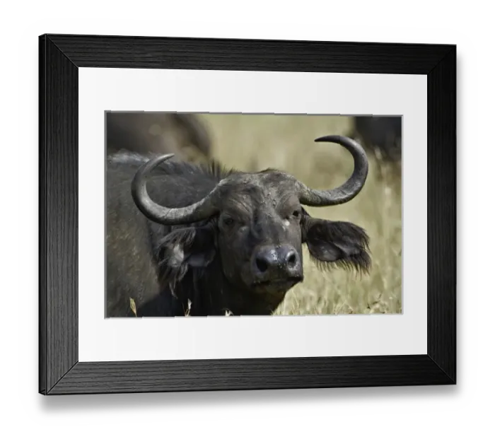 Framed Print : Africa, Kenya