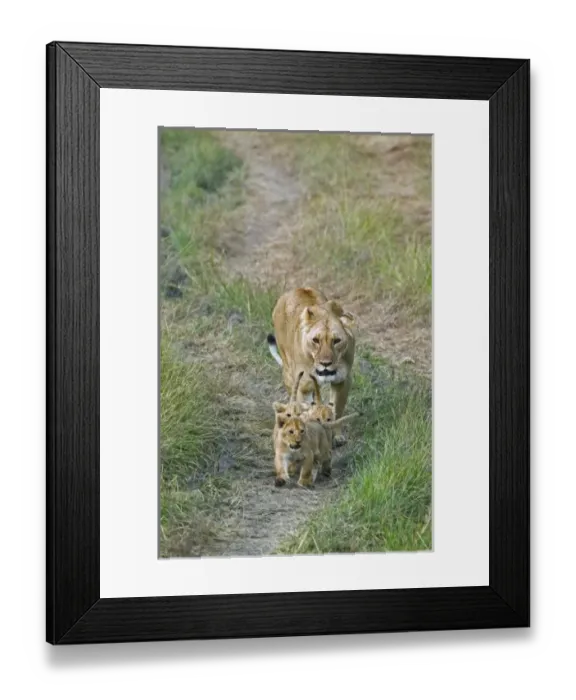 Framed Print : Africa, Kenya