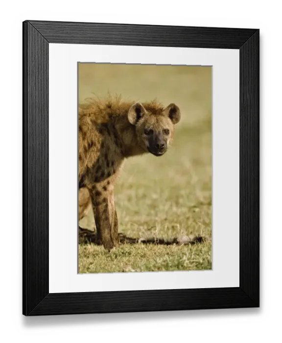 Framed Print : Africa, Kenya Framed Print : Africa, Kenya