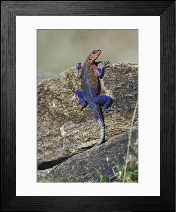 Framed Print : Africa, Kenya Framed Print : Africa, Kenya