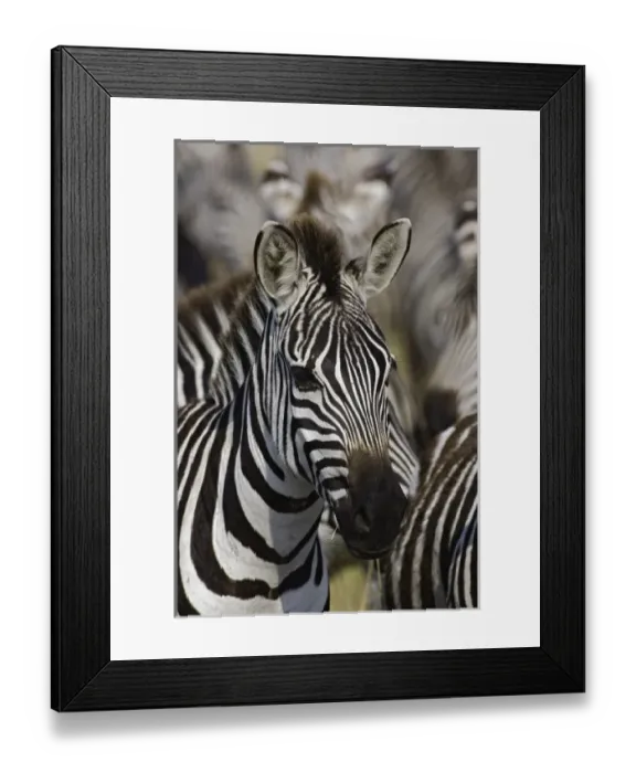 Framed Print : Africa, Kenya Framed Print : Africa, Kenya