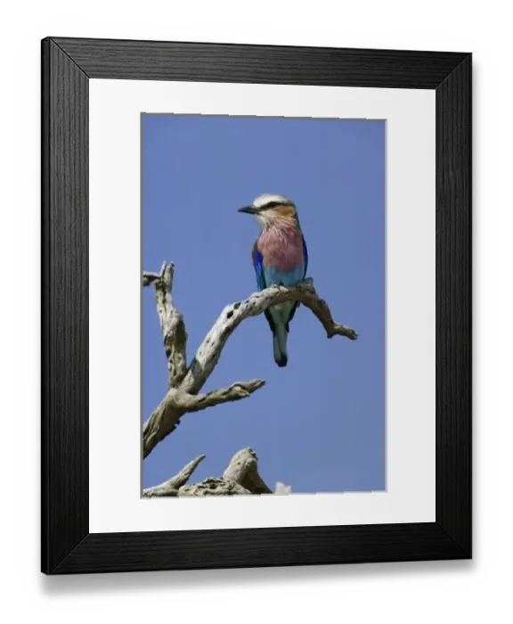 Framed Print : Lilac breasted Roller, Coracias caudata, Masai Mara, Kenya Framed Print : Lilac breasted Roller, Coracias caudata, Masai Mara, Kenya