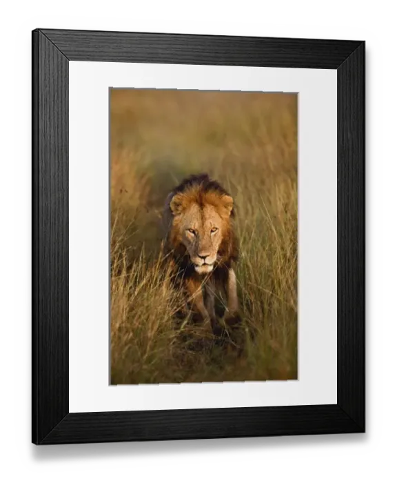 Framed Print : Adult male lion walking through tire tracks, Panthera leo, Masai Mara, Kenya Framed Print : Adult male lion walking through tire tracks, Panthera leo, Masai Mara, Kenya