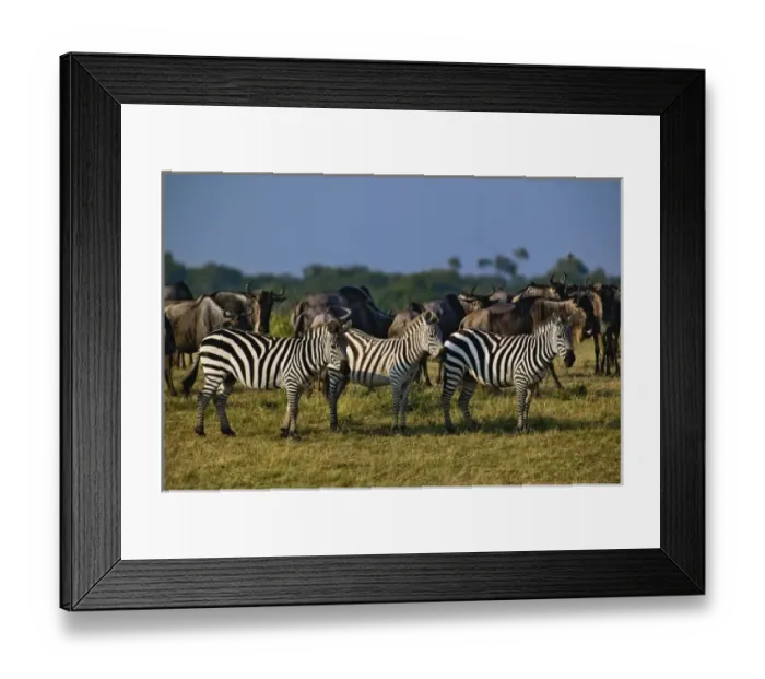 Framed Print : Burchellas Zebra, Equus burchelli, Masai Mara, Kenya, Africa