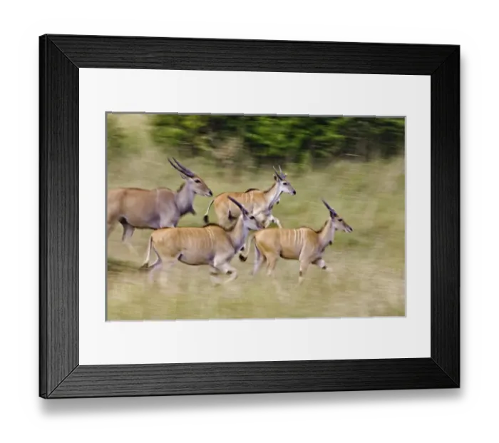 Framed Print : Africa, Kenya