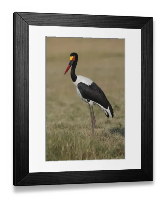 Framed Print : Africa, Kenya Framed Print : Africa, Kenya