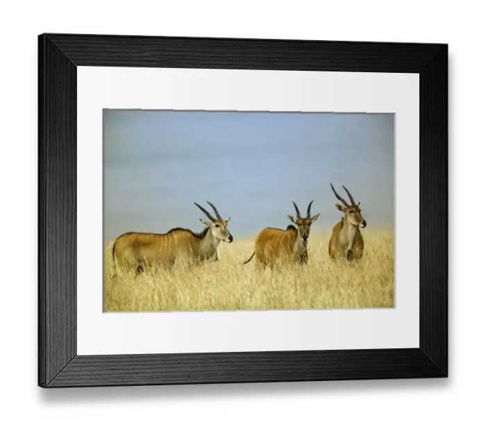 Framed Print : Africa, Kenya Framed Print : Africa, Kenya