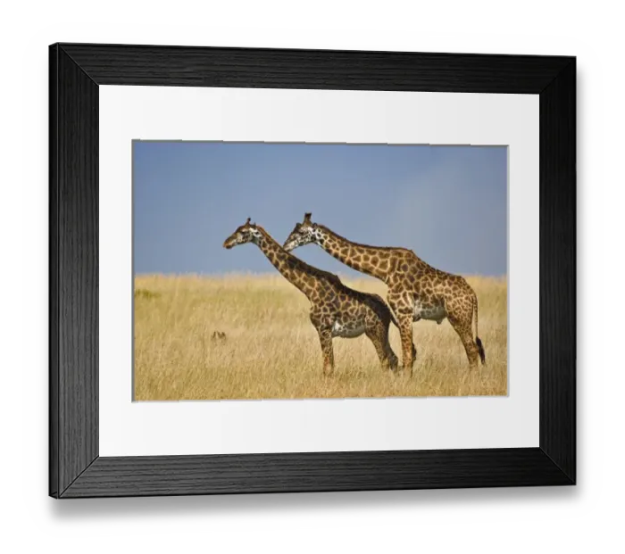 Framed Print : Africa, Kenya Framed Print : Africa, Kenya